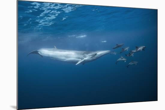 Bryde's Whale (Balaenoptera Edeni) and Common Dolphins (Delphinus Delphis)-Jordi Chias-Mounted Photographic Print