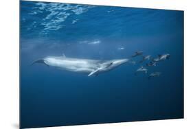 Bryde's Whale (Balaenoptera Edeni) and Common Dolphins (Delphinus Delphis)-Jordi Chias-Mounted Photographic Print