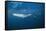 Bryde's Whale (Balaenoptera Edeni) and Common Dolphins (Delphinus Delphis)-Jordi Chias-Framed Stretched Canvas