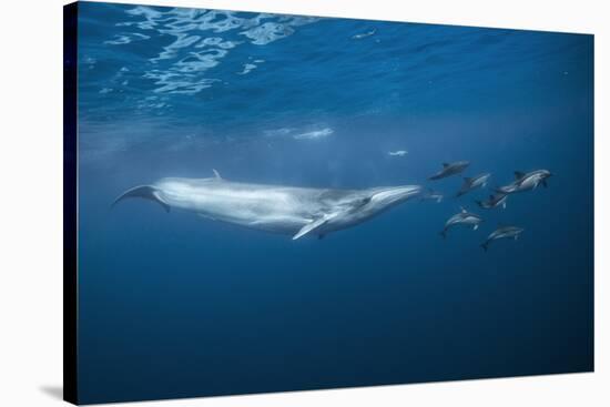 Bryde's Whale (Balaenoptera Edeni) and Common Dolphins (Delphinus Delphis)-Jordi Chias-Stretched Canvas