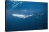 Bryde's Whale (Balaenoptera Edeni) and Common Dolphins (Delphinus Delphis)-Jordi Chias-Stretched Canvas