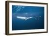 Bryde's Whale (Balaenoptera Edeni) and Common Dolphins (Delphinus Delphis)-Jordi Chias-Framed Photographic Print