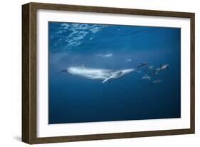 Bryde's Whale (Balaenoptera Edeni) and Common Dolphins (Delphinus Delphis)-Jordi Chias-Framed Photographic Print