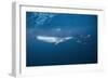 Bryde's Whale (Balaenoptera Edeni) and Common Dolphins (Delphinus Delphis)-Jordi Chias-Framed Photographic Print