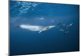 Bryde's Whale (Balaenoptera Edeni) and Common Dolphins (Delphinus Delphis)-Jordi Chias-Mounted Photographic Print