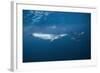 Bryde's Whale (Balaenoptera Edeni) and Common Dolphins (Delphinus Delphis)-Jordi Chias-Framed Photographic Print