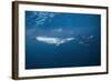 Bryde's Whale (Balaenoptera Edeni) and Common Dolphins (Delphinus Delphis)-Jordi Chias-Framed Photographic Print