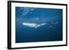 Bryde's Whale (Balaenoptera Edeni) and Common Dolphins (Delphinus Delphis)-Jordi Chias-Framed Photographic Print