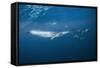 Bryde's Whale (Balaenoptera Edeni) and Common Dolphins (Delphinus Delphis)-Jordi Chias-Framed Stretched Canvas