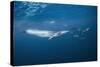 Bryde's Whale (Balaenoptera Edeni) and Common Dolphins (Delphinus Delphis)-Jordi Chias-Stretched Canvas