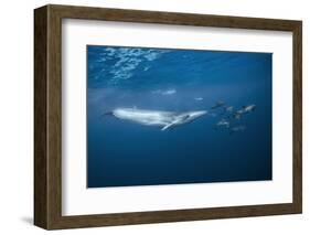 Bryde's Whale (Balaenoptera Edeni) and Common Dolphins (Delphinus Delphis)-Jordi Chias-Framed Photographic Print