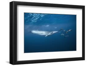 Bryde's Whale (Balaenoptera Edeni) and Common Dolphins (Delphinus Delphis)-Jordi Chias-Framed Photographic Print