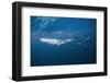 Bryde's Whale (Balaenoptera Edeni) and Common Dolphins (Delphinus Delphis)-Jordi Chias-Framed Photographic Print