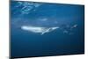 Bryde's Whale (Balaenoptera Edeni) and Common Dolphins (Delphinus Delphis)-Jordi Chias-Mounted Photographic Print