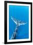 Bryde's whale tail, Trincomalee, Eastern Province, Sri Lanka, Bay of Bengal, Indian Ocean-Franco Banfi-Framed Photographic Print