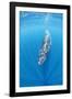 Bryde's whale Trincomalee, Eastern Province, Sri Lanka, Bay of Bengal, Indian Ocean-Franco Banfi-Framed Photographic Print