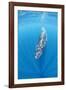 Bryde's whale Trincomalee, Eastern Province, Sri Lanka, Bay of Bengal, Indian Ocean-Franco Banfi-Framed Photographic Print