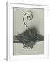 Bryonia Alba-Karl Blossfeldt-Framed Giclee Print