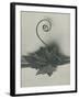 Bryonia Alba-Karl Blossfeldt-Framed Giclee Print