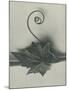 Bryonia Alba-Karl Blossfeldt-Mounted Giclee Print