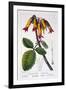 Bryophyllum Calycinum, or Kalanchoe Pinnata, 1836-Pancrace Bessa-Framed Giclee Print