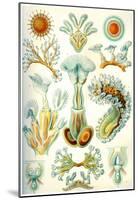 Bryozoa Nature Print Poster by Ernst Haeckel-null-Mounted Poster