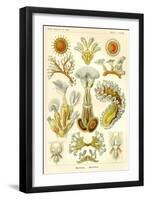 Bryozoa - Scheiben-Strahlinge - Heliodiscus-null-Framed Giclee Print