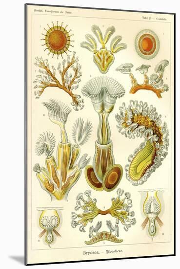 Bryozoa - Scheiben-Strahlinge - Heliodiscus-null-Mounted Giclee Print