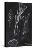 Bryozoa-Philip Henry Gosse-Stretched Canvas