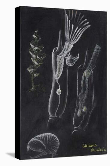Bryozoa-Philip Henry Gosse-Stretched Canvas