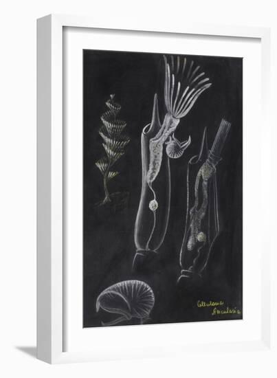 Bryozoa-Philip Henry Gosse-Framed Giclee Print