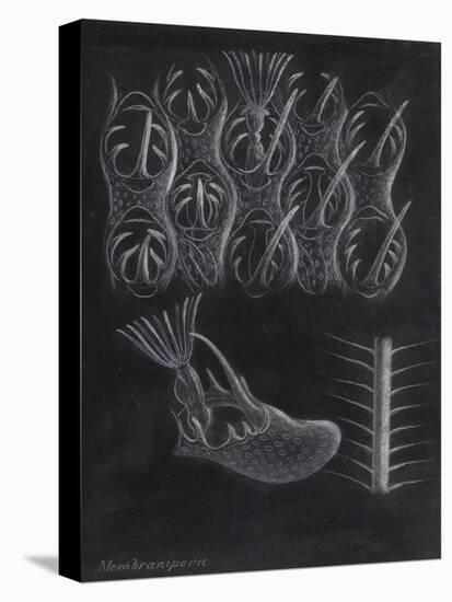 Bryozoa-Philip Henry Gosse-Stretched Canvas