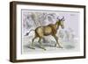 Bubalis-John Stewart-Framed Art Print