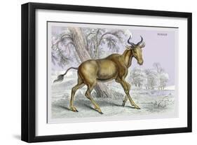 Bubalis-John Stewart-Framed Art Print