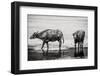 Bubalus Arnee Cattle in A Pond-Polarpx-Framed Photographic Print