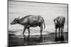 Bubalus Arnee Cattle in A Pond-Polarpx-Mounted Photographic Print