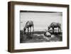 Bubalus Arnee Cattle in the Water-Polarpx-Framed Photographic Print