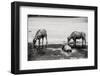 Bubalus Arnee Cattle in the Water-Polarpx-Framed Photographic Print