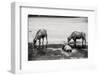 Bubalus Arnee Cattle in the Water-Polarpx-Framed Photographic Print