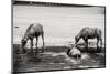 Bubalus Arnee Cattle in the Water-Polarpx-Mounted Photographic Print