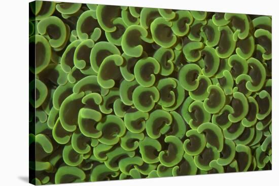 Bubble Coral (Euphyllia ancora) close-up of polyps, Pantai Parigi, Lembeh Straits, Sulawesi-Colin Marshall-Stretched Canvas