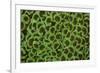 Bubble Coral (Euphyllia ancora) close-up of polyps, Pantai Parigi, Lembeh Straits, Sulawesi-Colin Marshall-Framed Photographic Print