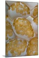 Bubble Coral (Plerogyra sinuosa) with Acoel Flatworms (Waminoa sp.), Lembeh Island, Indonesia-Colin Marshall-Mounted Photographic Print