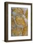 Bubble Coral (Plerogyra sinuosa) with Acoel Flatworms (Waminoa sp.), Lembeh Island, Indonesia-Colin Marshall-Framed Photographic Print
