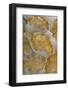 Bubble Coral (Plerogyra sinuosa) with Acoel Flatworms (Waminoa sp.), Lembeh Island, Indonesia-Colin Marshall-Framed Photographic Print