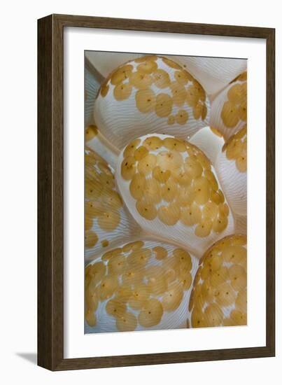 Bubble Coral (Plerogyra sinuosa) with Acoel Flatworms (Waminoa sp.), Lembeh Island, Indonesia-Colin Marshall-Framed Photographic Print