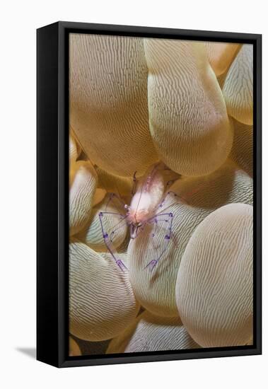 Bubble Coral Shrimp-Hal Beral-Framed Stretched Canvas