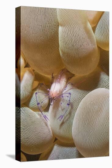 Bubble Coral Shrimp-Hal Beral-Stretched Canvas