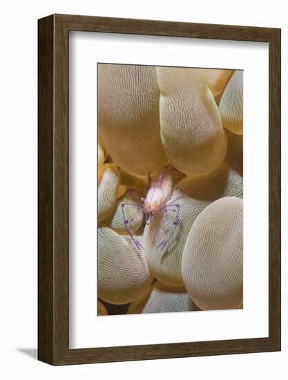 Bubble Coral Shrimp-Hal Beral-Framed Photographic Print