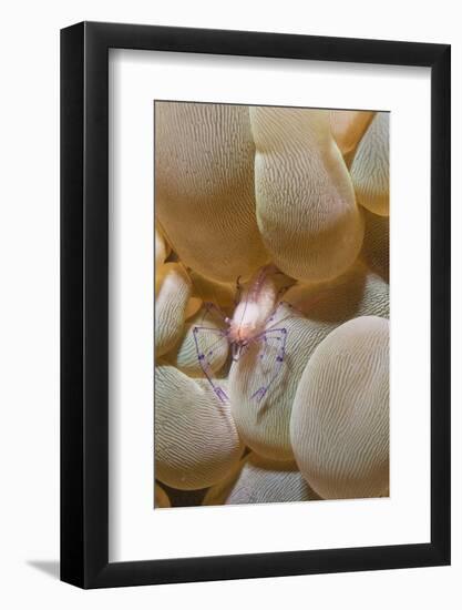 Bubble Coral Shrimp-Hal Beral-Framed Photographic Print